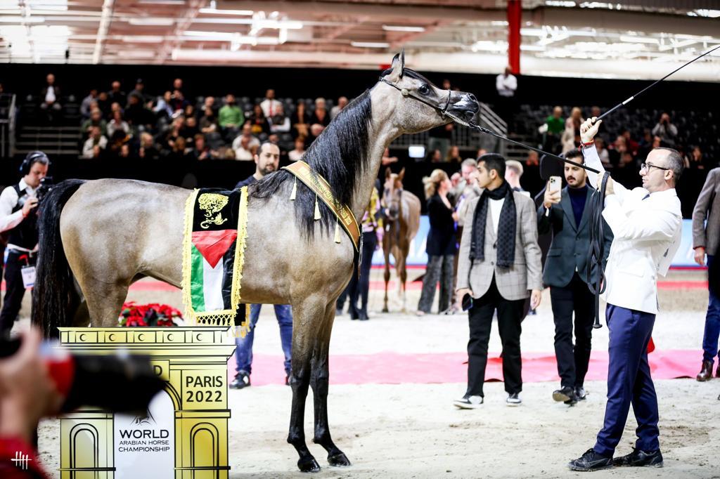 محمد الشيخ سليمان يحصد بطولة العالم لجمال الخيول‎‎ للمرة الرابعة على التوالي 